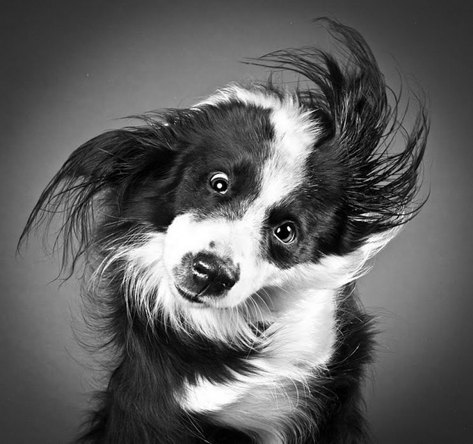 Картинки по запросу Потрясающие фото отряхивающихся собак от CARLI DAVIDSON