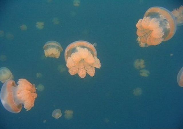 Jellyfish-Lake_002 (639x452, 26Kb)