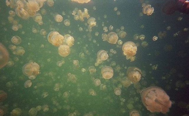 Jellyfish-Lake_017 (640x395, 39Kb)
