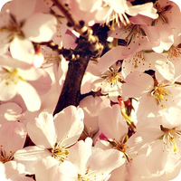 title368943780[1] (200x200, 81Kb)/3663098_title3794022511 (200x200, 104Kb)/3663098_title3802622541 (200x200, 92Kb)