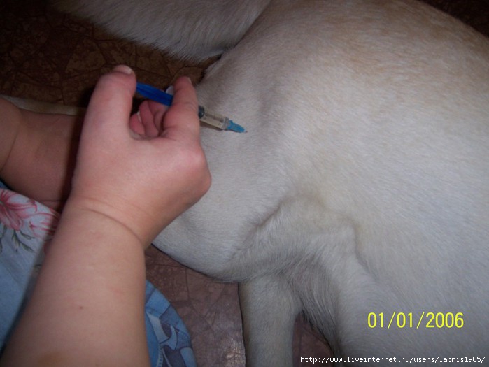 Шишка после прививки у щенка. Укол собаке внутримышечно в бедро. Внутримышечный укол собаке.