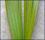 flax-leaf-split (150x133, 3Kb)