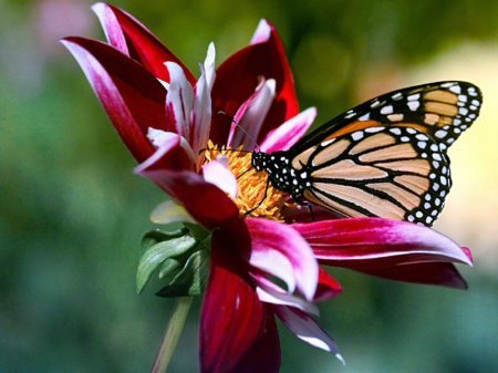 1227125974_w_p_flowers_and_butterfly_8_wallpaper (450x337, 32Kb)