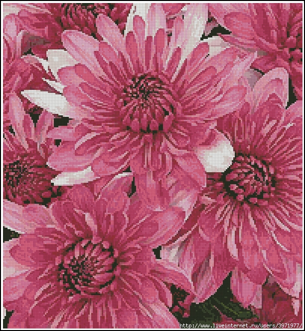 3971977_Artecy_CS_Pink_Chrysanthemums (612x663, 506Kb)