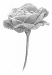 Превью flower-5-low (300x432, 8Kb)