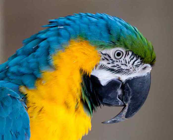 blue-and-gold-macaw-1-2 (700x566, 22Kb)