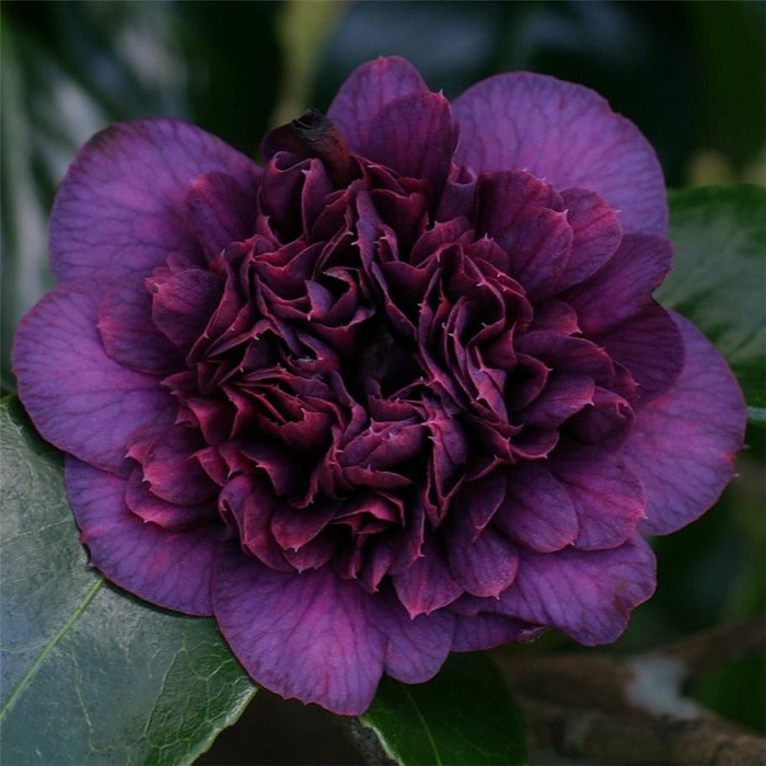 0_536e8_ed5f572_XL (700x700, 100Kb)