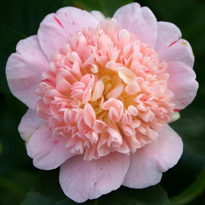 0_536d9_2aebe76_XL (700x700, 104Kb)