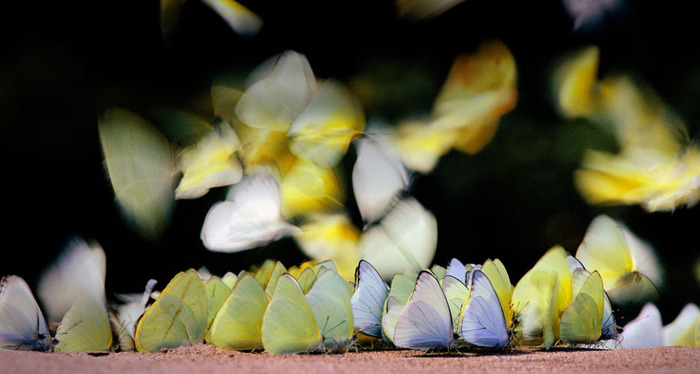 Butterflies_ROW1568053258 (700x374, 75Kb)