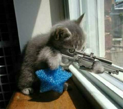 Cat-SniperKitty (480x426, 23Kb)