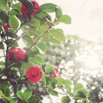 av_rose (150x150, 96Kb)