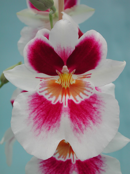 MILTONIA_LYCEANA_STAMPERLAND_SELECT (420x560, 75Kb)