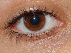 250px-Menschliches_auge (250x188, 14Kb)