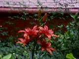 4159622_Img0D36_2_ (160x120, 9Kb)