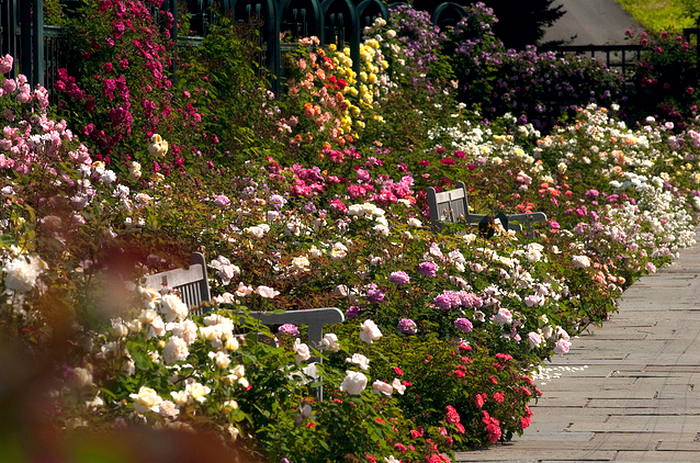 Peggy Rockefeller Rose Garden  Flickr - Photo Sharing! (700x463, 826Kb)