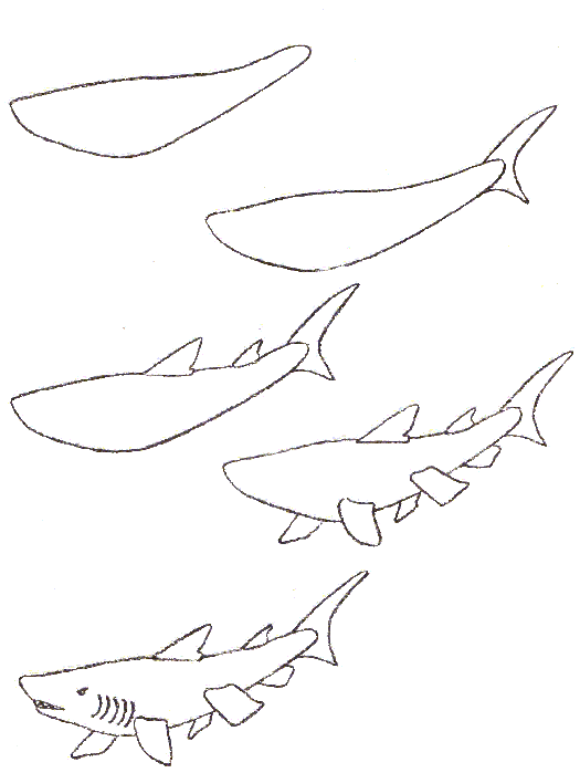 Как нарисовать акулу карандашом поэтапно ✏