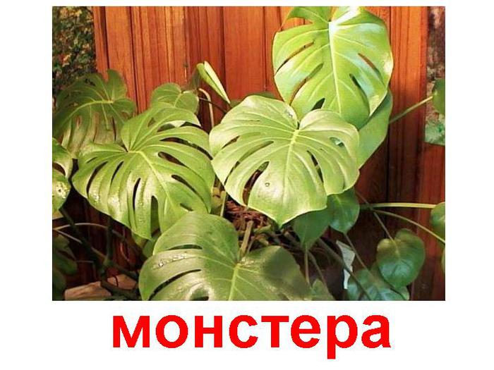 0020-020-Monstera (700x525, 56Kb)