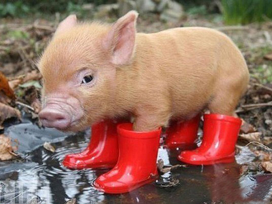 animal_interesting_moments_6_ (536x403, 66Kb)