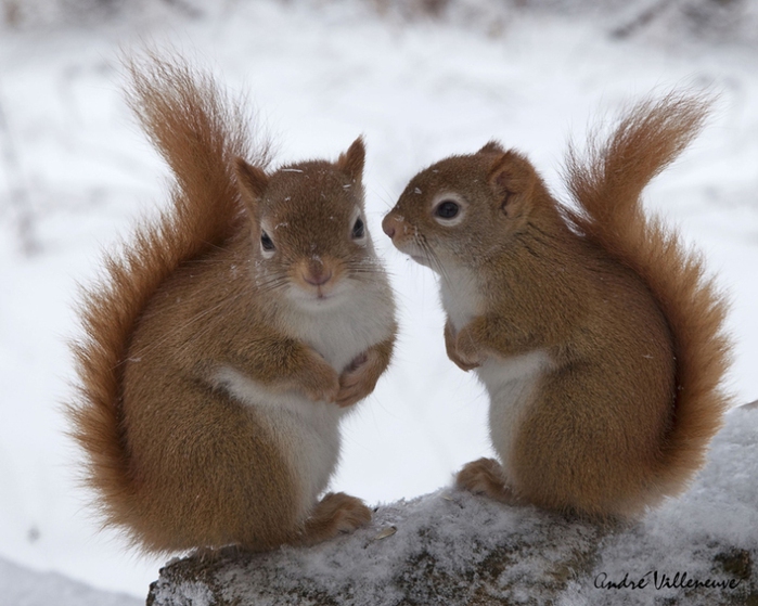 photo by andré villeneuve (700x559, 218Kb)