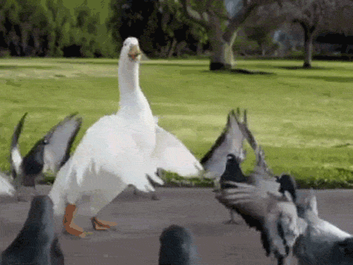   (500x375, 499Kb)