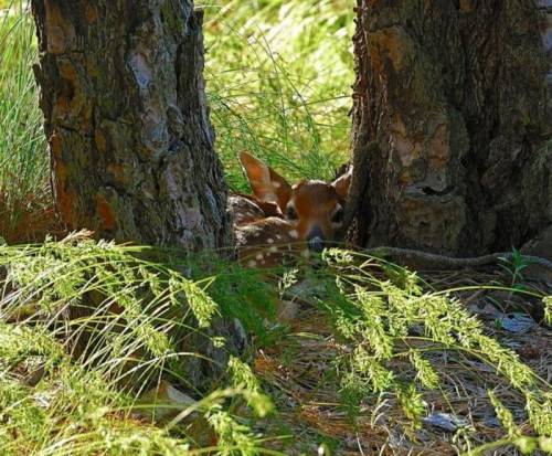 cute-animals-9 (500x413, 50Kb)