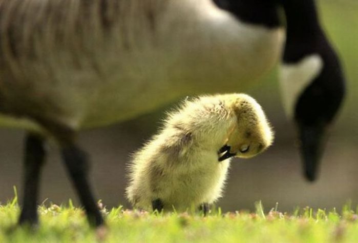 cute-hq-animals-3 (700x474, 37Kb)