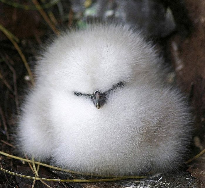 cute-hq-animals-28 (700x643, 97Kb)
