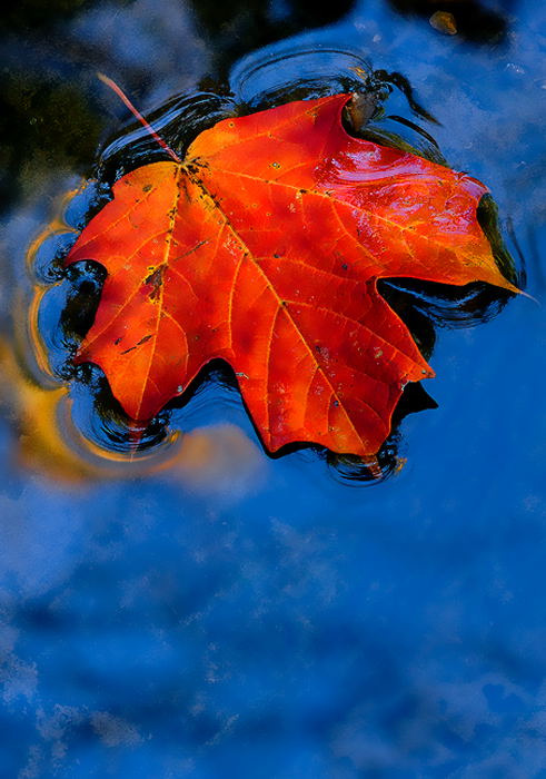 leaf-art-13 (491x700, 90Kb)