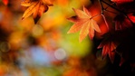  Autumn-leaves-nature_1920x1080 (700x393, 62Kb)