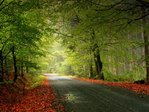  Nature_Seasons_Autumn_The_leaves_on_the_roadside_021686_ (700x525, 194Kb)