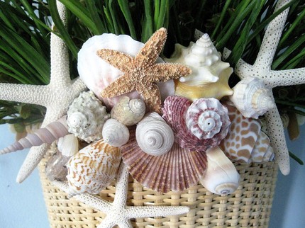 seashells-decor-ideas-nature11-2 (430x322, 53Kb)