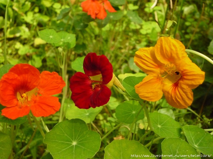 3484930_P1030579copy (700x525, 227Kb)