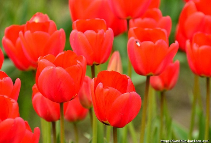 2166819_0_616c7_8fe4bc1b_XXL (700x474, 61Kb)