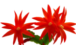  calguisredflower1339 (700x417, 278Kb)