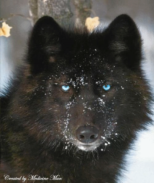 3821971_BlackWolf (500x591, 181Kb)