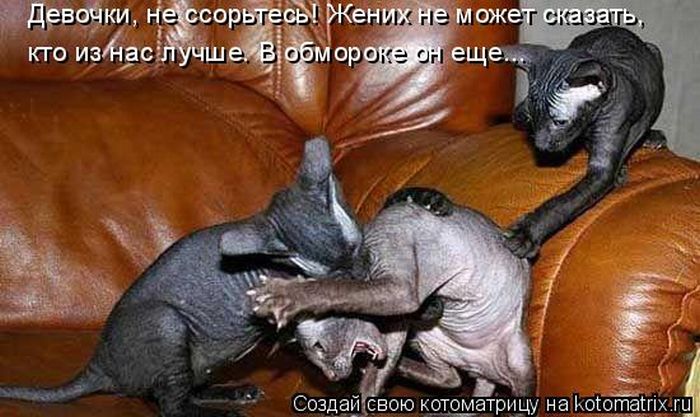 http://img0.liveinternet.ru/images/attach/c/3/77/748/77748606_large_4059800_kotomatrix_41.jpg