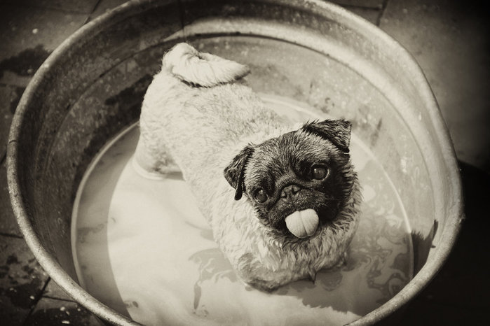 Dog_Wash_by_miel_g (700x466, 61Kb)