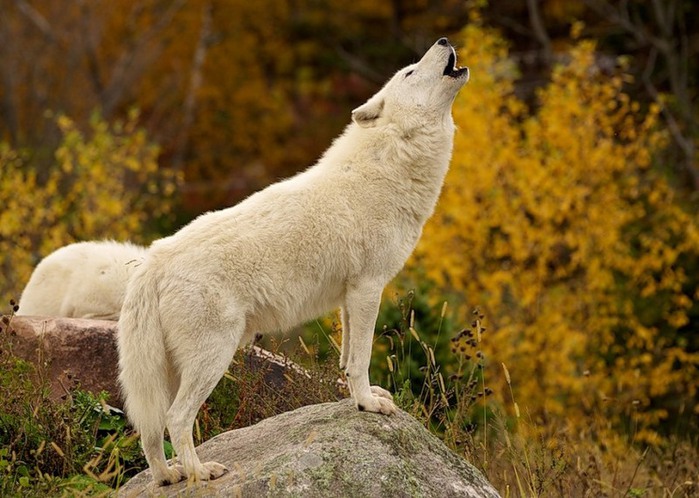 Фото оборотней волков