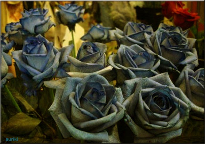 Саженцы голубой розы. Синие розы саженцы. Голубые розы Киплинг.