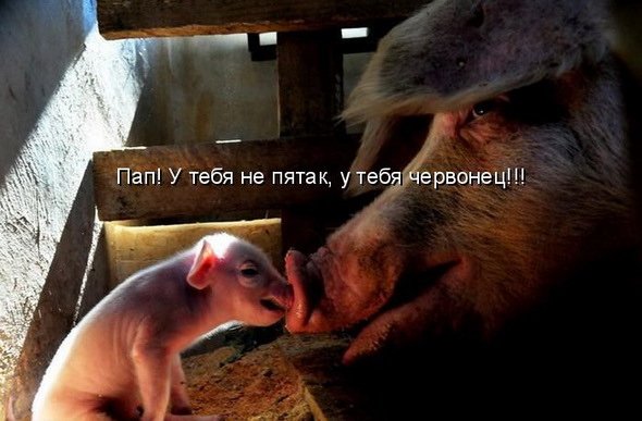    )))) (590x387, 48Kb)