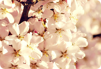title384419853[1] (321x221, 148Kb)