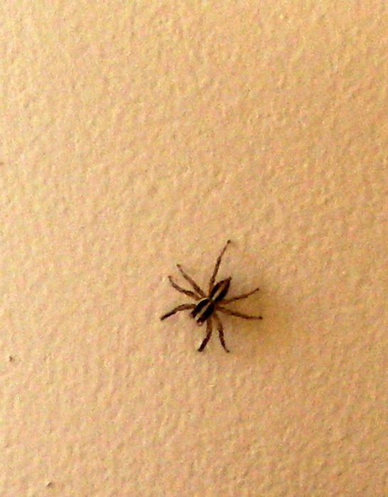 Маленькие домашние пауки. Мизгирь паук домашний черный. Маленький черный паук Мизгирь. Паук домашний маленький. Пауки домашние маленькие.