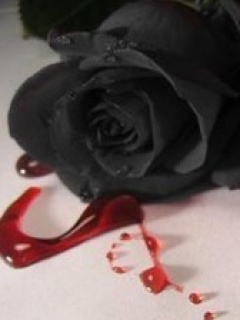 4465300_1249022601_black_rose7 (240x320, 19Kb)
