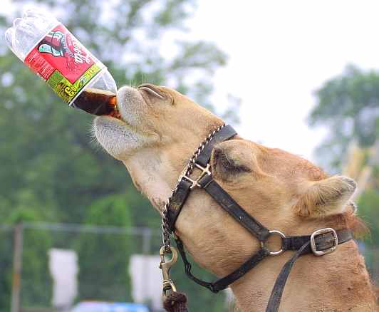 coca_cola_camel_drinking_from_bottle (532x438, 20Kb)