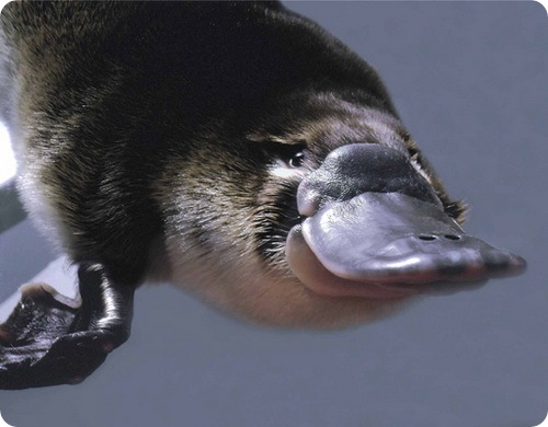  (500x390, 48Kb)