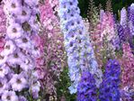  1162999946_1024x768_mixed-hand-crossed-hybrid-delphiniums (700x525, 102Kb)