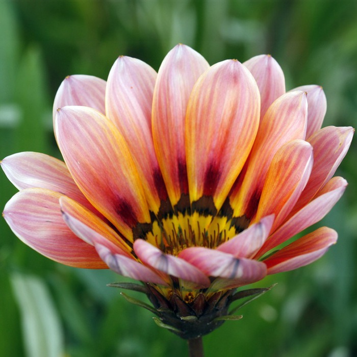 Gazania10 (700x700, 111Kb)