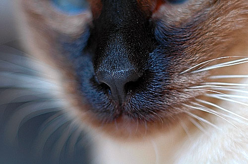 Кот с опухшим носом фото