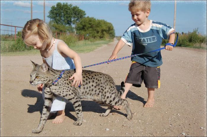 3419483_savannahcat02 (700x465, 64Kb)