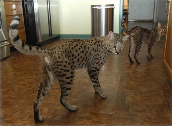 3419483_savannahcat08 (700x510, 54Kb)